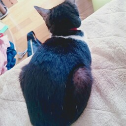 kaedenoie