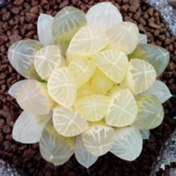 bcopionei