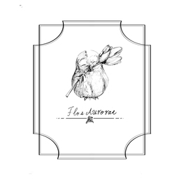 Flos Aurorae