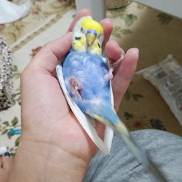 ミドリカワ　コトリ