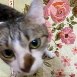  Lovely ramu