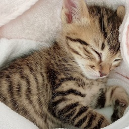 maru🐈＊*