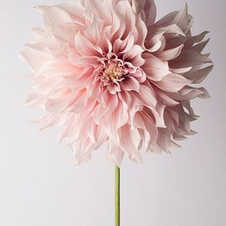 floralanje