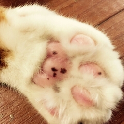 逸布
