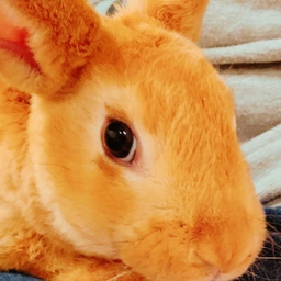 wanwanrabbit