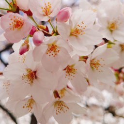 sakura-latte