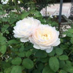 はどり