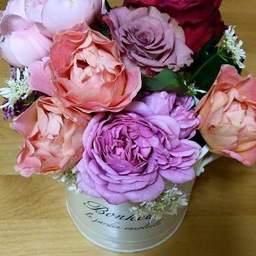 rose-sing