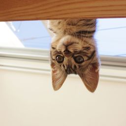 ねこの雑貨にゃ