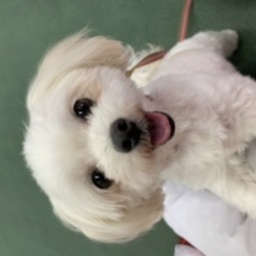 coco candy