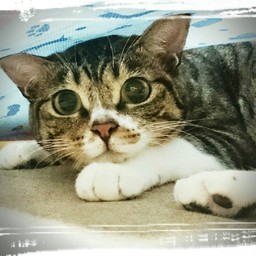 luciole