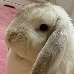 うさぎ