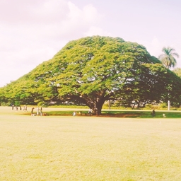 high tree
