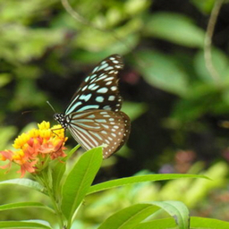 ＨＩＭＥｔａｒｏ