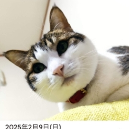 テクテク