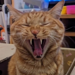 とらねこ