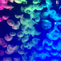 jelly fish 