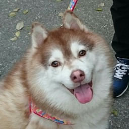 HUSKY CAFE