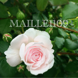 MAILLE 