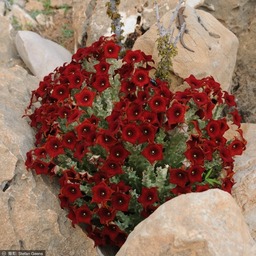 everyday flower