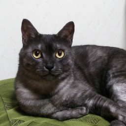 fuku-neko
