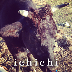 ichichi
