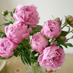coquille cafe