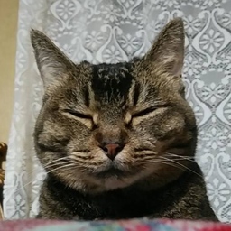 きゃん