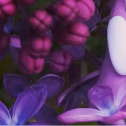 Lilas（リラ）⚮̈﻿