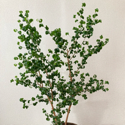 olive5555