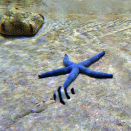 StarFish