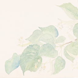 linden