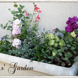 Mu～s. Garden