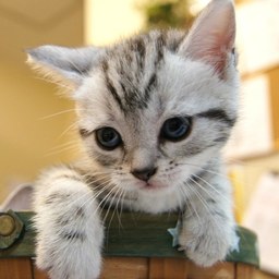 chat+noir