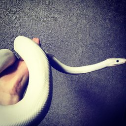 みつ