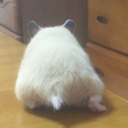 きなこmochi