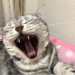ramurine