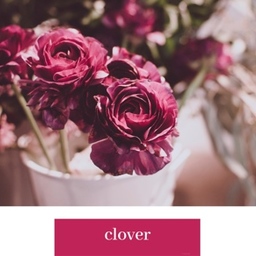 cloverrr04