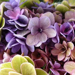 wisteria