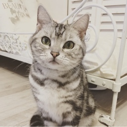 mama-coco