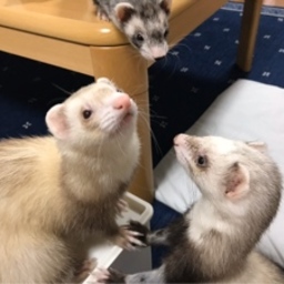 くんちゃん