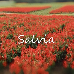 salvia1011