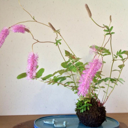 花々