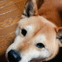 トレッキングシューズでお散歩