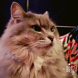 peachcat