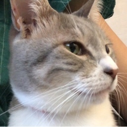 なごにゃん。