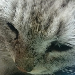 ちびすけ