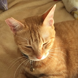 birthday cat
