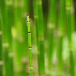竹とんぼ工房