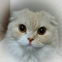 Akiko